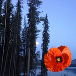 Suzanne Mac Donald - @donaldsuzannemac - Instagram