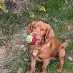 Suzanne Drew - @tedster_thecockerspaniel - Instagram