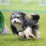 Suzanne Drew - @odd.dog.co.uk - Instagram
