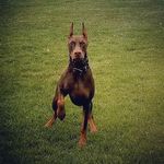 Suzanne Dunning - @pipertotheend2420 - Instagram