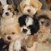 Suzanne Dupuis - Facebook
