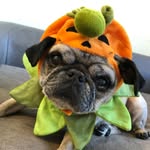 Suzanne England - @smomo_puga_puga - Instagram