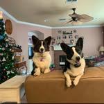 Suzanne England-Orzech - @2corgis2cats - Instagram
