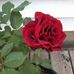 Suzanne Farrell - Facebook
