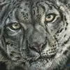 Suzanne Moseley Fine - @suzannemoseley.fineart - TikTok