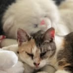 Suzanne Fox - Facebook