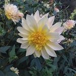 Suzanne Fox - @suzanne.fox.1297 - Instagram