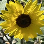 Suzanne Fullerton - Facebook