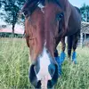 Pamela Suzanne Garrison - @mycraxyendurancelife - TikTok