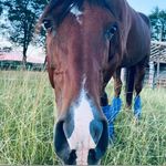 Suzanne Garrison - @garrison_barn - Instagram