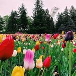 Suzanne Gauthier - @suzannegauthier9 - Instagram