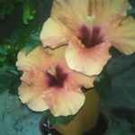 Suzanne Gauthier - @s.gauthier1947 - Instagram