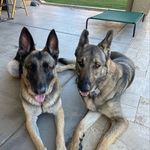 Suzanne Germano - @suzanne.germano - Instagram