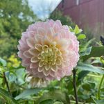 Suzanne Giles - @suzanne_giles7 - Instagram