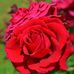 Suzanne Gingras - Facebook