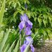 Suzanne Goins - Facebook