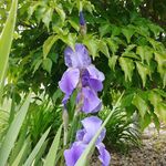 Suzanne Goins - @suzanne.goins.716 - Instagram