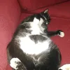 Suzanna Goodenoug133 - @ziggyzee123 - TikTok