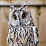 Suzanne Guest - @sue.guest.3158 - Instagram