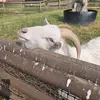 hancocksmary@ - @suzannehancocks - TikTok