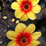 Suzanne Harding - @harding4744 - Instagram