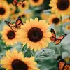 suzannehare1713 - @suzannehare1713 - TikTok