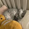 suzannehaydenph2154 - @suzannehaydenph2154 - TikTok
