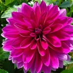 Suzanne Healy - Facebook