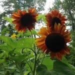 Suzanne Hebert - @suzanneh15 - Instagram