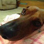 Suzanne Helms - @scrappy1229 - Instagram