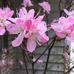 Suzanne Hendrix - @lickstone2022 - Instagram