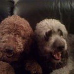Suzanne Herr - @zazazwee - Instagram