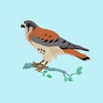 Suzanne Hoch - @sparrowhawk_crafts - Instagram
