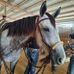 Suzanne Holton - Facebook