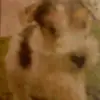 suzannehouse - @su242797 - TikTok