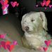 Suzanne Hutton - Facebook
