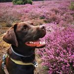 Suzanne Jansen - @guusthechocolatlab - Instagram