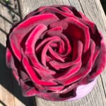 Suzanne Joseph - @suzannejoseph12 - Instagram
