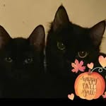 Suzanne Kramer - @kramergarak - Instagram