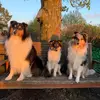 Susanne Kress963 - @cairnwellcollies - TikTok
