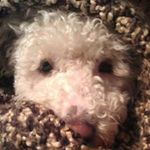 Suzanne Lindberg - @slindy1966 - Instagram