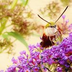 Suzanne Lord - @lilyfieldfarmstay - Instagram
