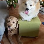 Suzanne Williams McAuliffe - @suzannewilliamsmcauliffe - Instagram