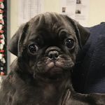 Suzanne McBride - @puggluca - Instagram