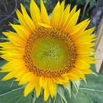 Suzanne Kiser McCafferty - @suzannemccafferty - Instagram
