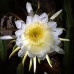 Suzanne McKay - @suzannemckay1958 - Instagram