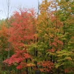 Suzanne Merchant - @suzm1975 - Instagram