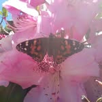 Suzanne Moreno - @suzannej2018 - Instagram