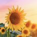 Suzanne Morse - Facebook
