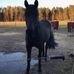Susanne Nemeth - Facebook